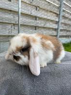 Nederlandse Hangoorkonijn, Dieren en Toebehoren, Hangoor