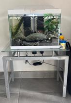 Aquarium set met Red Cherry garnalen + meubel, Dieren en Toebehoren, Ophalen, Zo goed als nieuw, Gevuld zoetwateraquarium