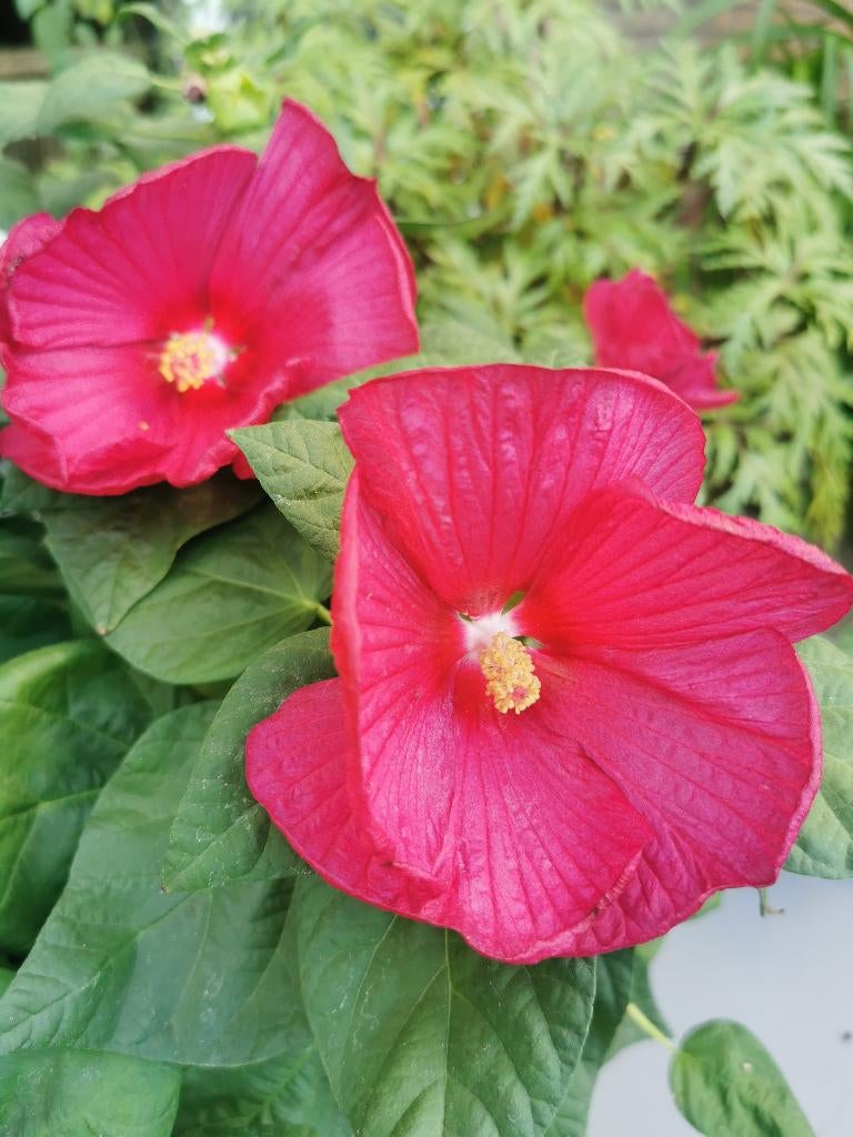 Hibiscus xxl (moscheutos), Volle zon, Vaste plant, Zomer, Ophalen