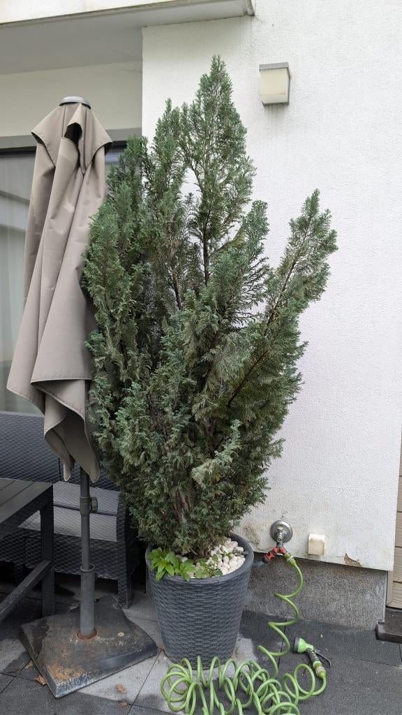Thuja / Conifeer inclusief sierpot (> 2 meter hoog!), Ophalen, Conifeer, Struik, 100 tot 250 cm