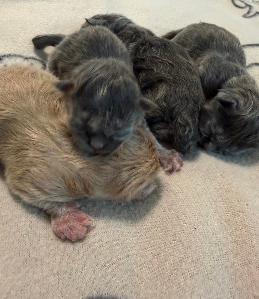 Maine Coon kittens, Geslacht onbekend, Gechipt, 0 tot 2 jaar