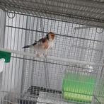 Distelvinken te koop, Dieren en Toebehoren