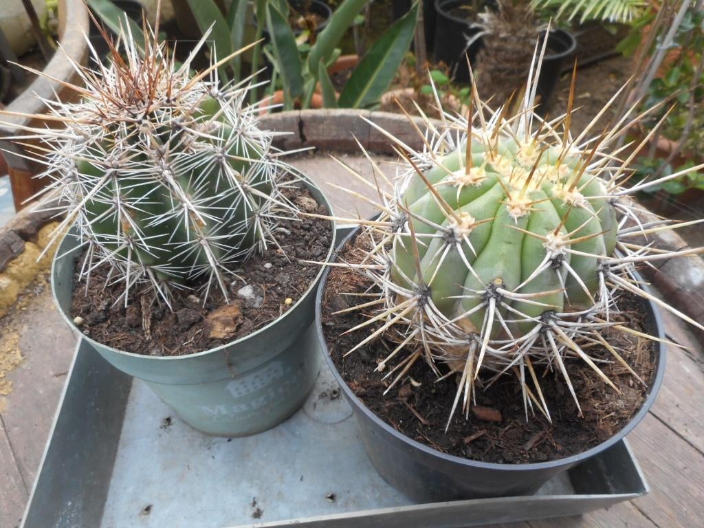 plantes, Jardin & Terrasse, Plein soleil, Été, Plante fixe, Enlèvement ou Envoi
