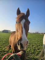 Werkwillige D pony te koop, Dieren en Toebehoren, Paarden, Springpaard, Minder dan 160 cm, Met stamboom, Ruin