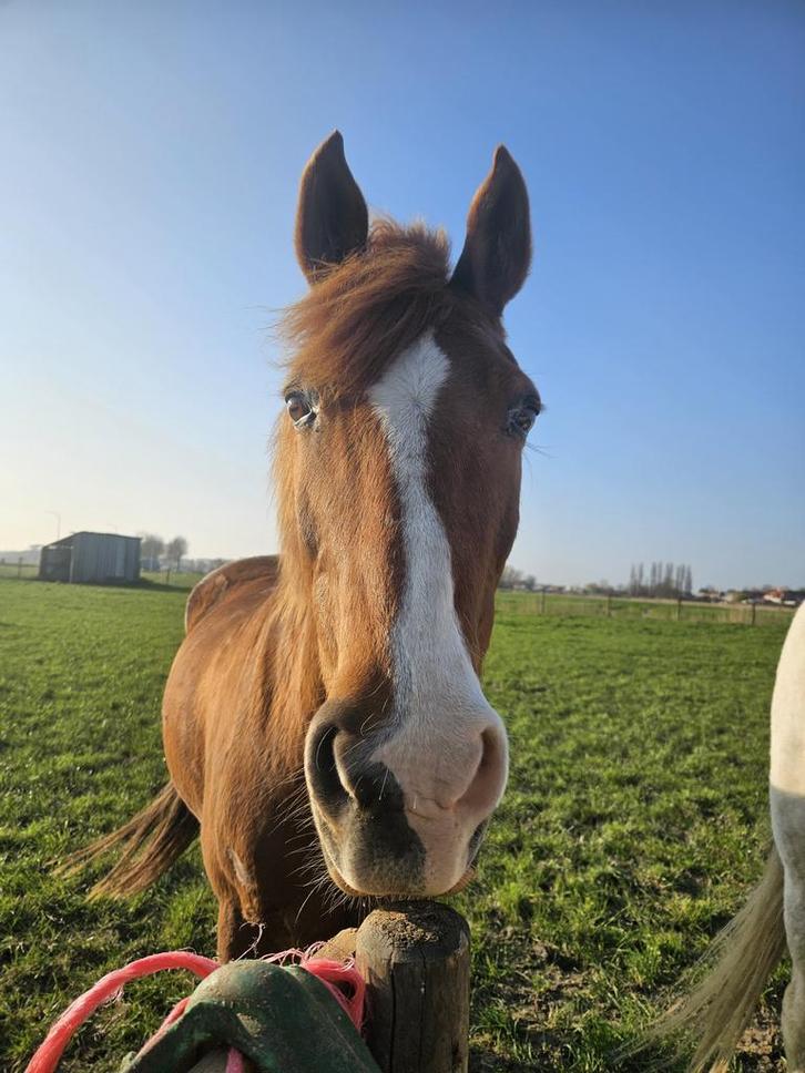 Werkwillige D pony te koop, Dieren en Toebehoren, Paarden, Ruin, Niet van toepassing, Minder dan 160 cm, 11 jaar of ouder, Springpaard