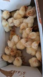 Kuikens brahma lemon pyle TE RESERVEREN TEGEN 4 APRIL, Dieren en Toebehoren, Geslacht onbekend, Kip