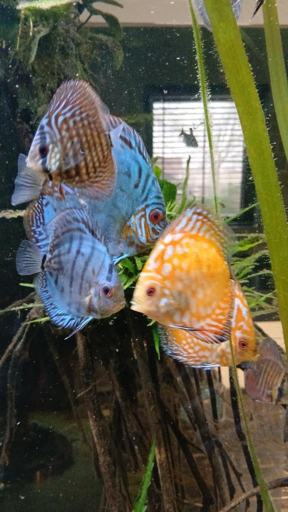 Discusvissen, Dieren en Toebehoren, Vissen | Aquariumvissen, Vis, Zoetwatervis, Schoolvis