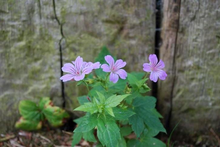 Geranium nodosum - Ooievaarsbek (vaste plant), Tuin en Terras, Planten | Tuinplanten, Vaste plant, Ophalen