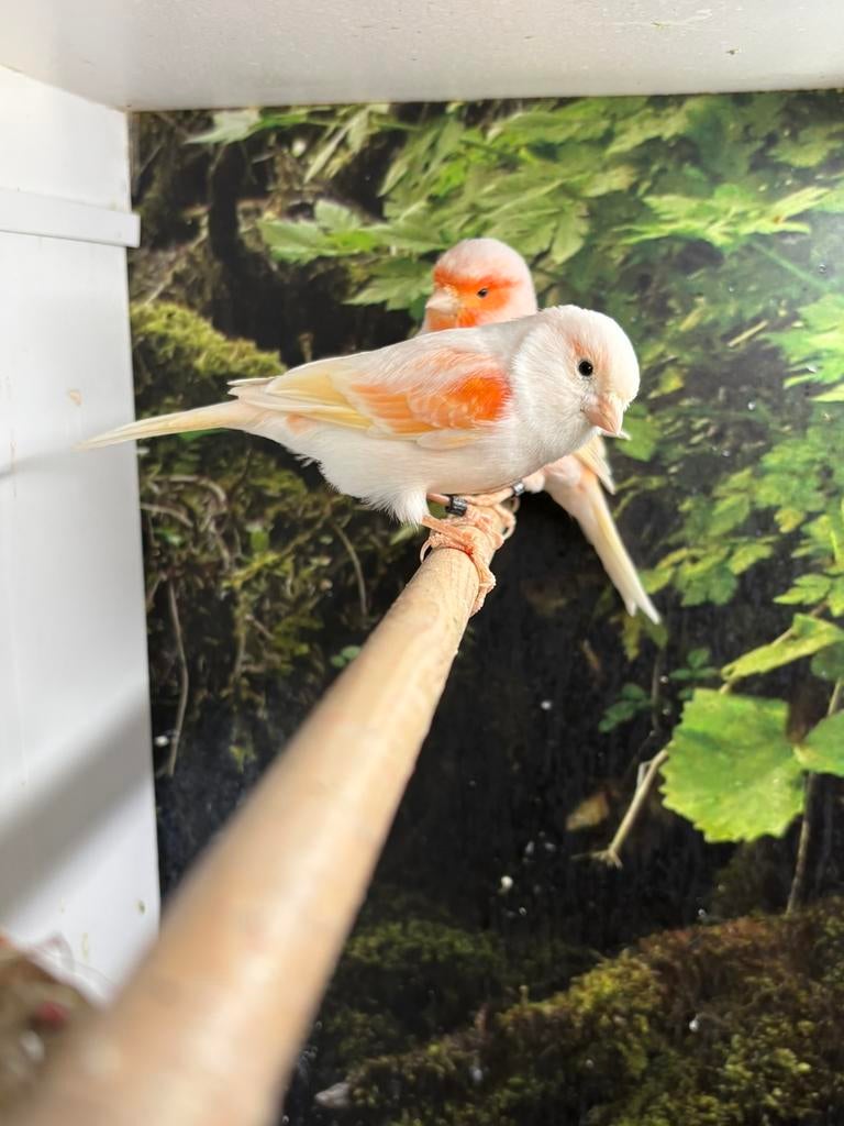 Koppel mozaïekkanaries te koop