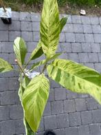 Musa mint, Jardin & Terrasse, Enlèvement ou Envoi, Plein soleil, Été, Plantes fruitières