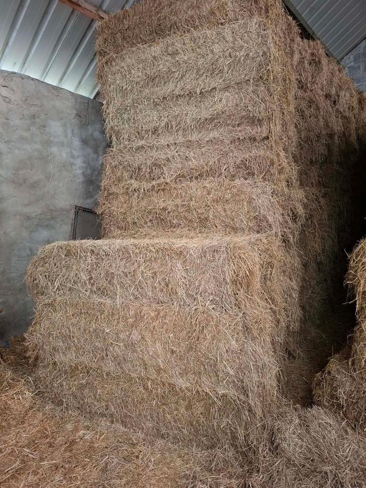 à vendre ballots de foin, Articles professionnels, Agriculture | Aliments pour bétail, Enlèvement