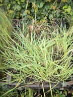 Briza media, Jardin & Terrasse, Plantes | Jardin, Automne, Plein soleil, Enlèvement, Graminées ornementales