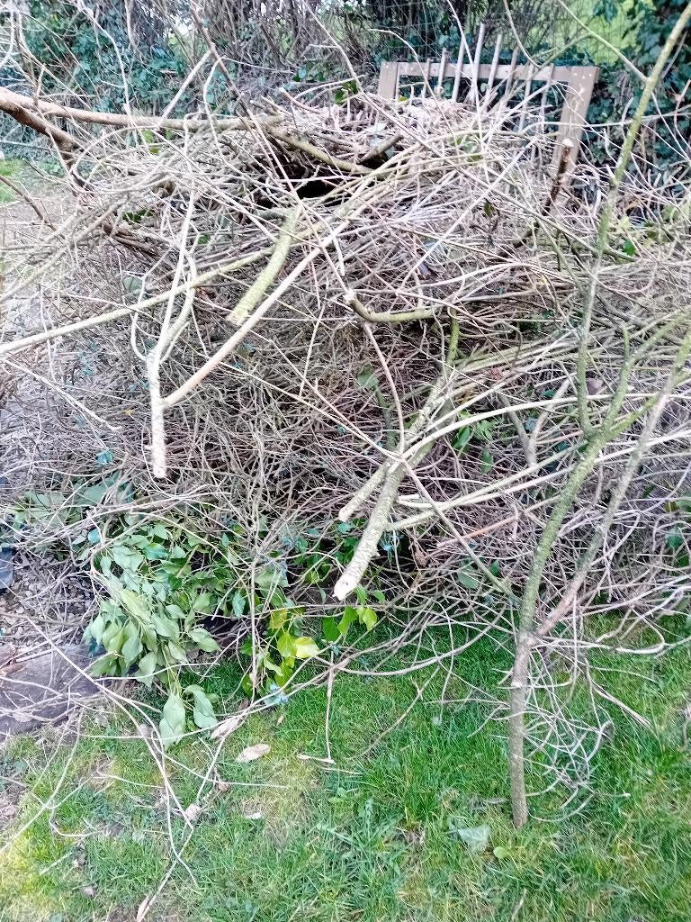 GRATIS sprokkelhout GRATIS., Ophalen, Takken