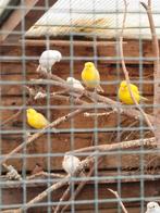kanaries, Dieren en Toebehoren, Vogels | Kanaries, Mannelijk, Zangkanarie