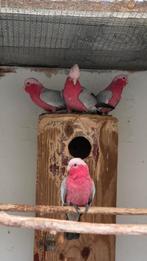 Rose kakatoe, Mâle, Perroquet