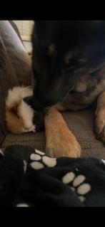 Cavias met hok en toebehoren, Dieren en Toebehoren, Knaagdieren, Cavia, Mannelijk, Januari, Tam