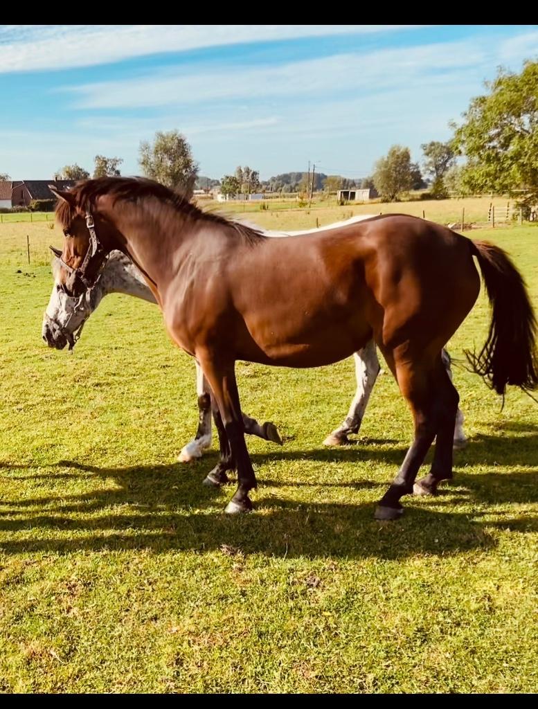 D pony merrie, Dieren en Toebehoren, Pony's, Merrie, Onbeleerd