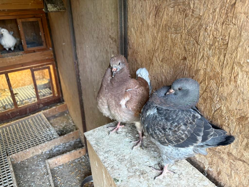 King duiven, Dieren en Toebehoren, Vogels | Duiven