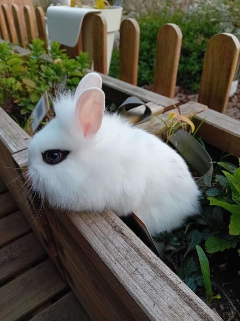 Mooi vrouwelijk leeuwenkop konijntje supertam, Animaux & Accessoires, Lapins, Femelle