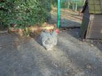 Trio Cochin Groothoender, Dieren en Toebehoren, Pluimvee, Meerdere dieren, Kip