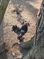 Haan brahma zilver/zwart, Kip