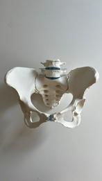 Anatomisch model bekken vrouw, Divers, Enlèvement ou Envoi, Neuf