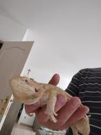 Lieve baardagaam, Dieren en Toebehoren, Reptielen en Amfibieën