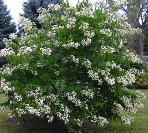 7 zonenstruik of kleine boom-heptacodium miconioides-bijen!!, Tuin en Terras, Planten | Tuinplanten, Ophalen of Verzenden