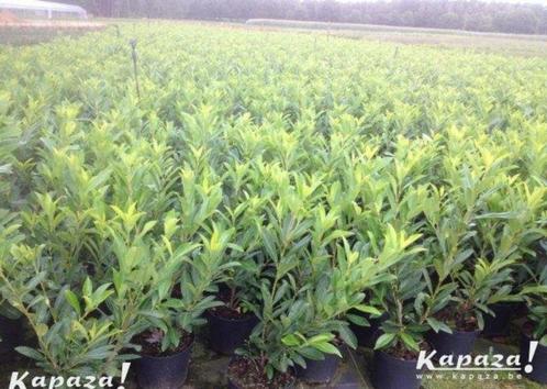 Prunus laurocerasus en soorten, Tuin en Terras, Planten | Struiken en Hagen, Struik, Ophalen of Verzenden