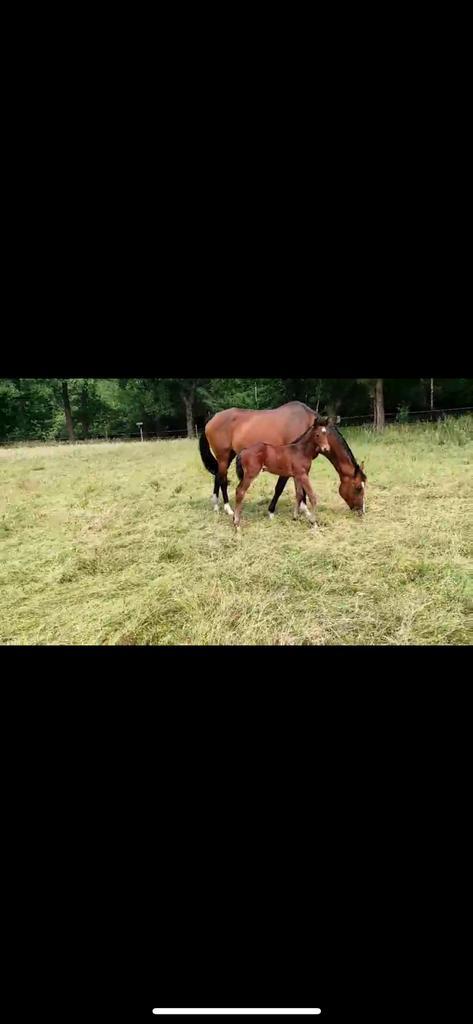 Merrieveulen te koop, Animaux & Accessoires, Chevaux, Jument, 0 à 2 ans, Cheval de saut, Avec pedigree, Avec puce électronique