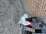Leghorn haan wit, Dieren en Toebehoren, Pluimvee, Mannelijk, Kip