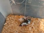 Jonge kleurmuizen naakt drager, Dieren en Toebehoren, Augustus, Muis, Meerdere dieren, Tam
