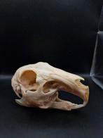 Schedel mara, Verzamelen, Ophalen of Verzenden, Nieuw, Overige soorten, Schedel