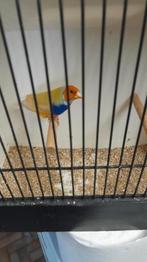 Gezocht Koppel gele goudamandines, Dieren en Toebehoren