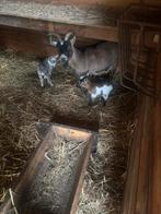 Super tamme dwerggeitjes, Dieren en Toebehoren, Meerdere dieren, Geit, 0 tot 2 jaar