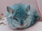 Saffier angora bdd vrouwtje, Dieren en Toebehoren, Knaagdieren, April, Vrouwelijk