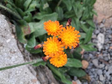 Biologische Oranje Havikskruid Zaden beschikbaar voor biedingen
