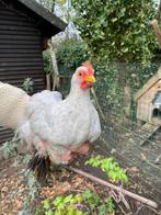 Cochin haantje, Dieren en Toebehoren, Mannelijk, Kip
