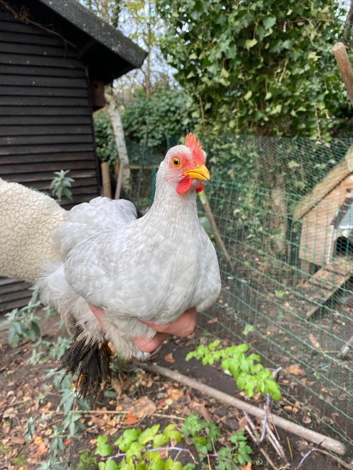 Cochin haantje, Dieren en Toebehoren, Pluimvee, Kip, Mannelijk