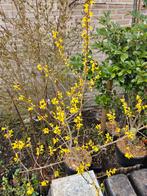 Forsythia x intermedia - Chinees klokje, Tuin en Terras, Overige soorten, Vaste plant, Ophalen of Verzenden, Halfschaduw