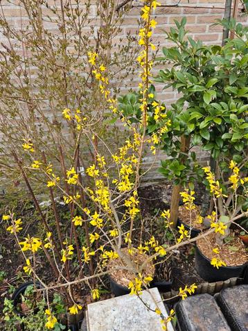 Forsythia x intermedia - Chinees klokje beschikbaar voor biedingen