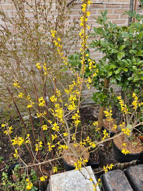 Forsythia x intermedia - Chinees klokje, Tuin en Terras, Planten | Tuinplanten, Vaste plant, Overige soorten, Halfschaduw, Lente