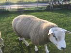 Franse texel  dek Bok 1.5, Dieren en Toebehoren, Ophalen of Verzenden