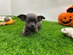 Chihuahua pups, Dieren en Toebehoren, België, 8 tot 15 weken, CDV (hondenziekte), Meerdere