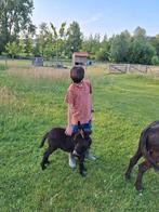 Mini ezel hengstjes, Dieren en Toebehoren, Hengst, Ontwormd