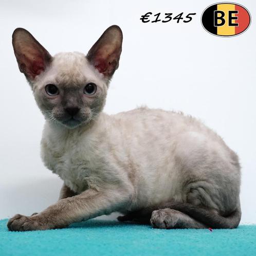 Cornish Rex colorpoint kittens, Dieren en Toebehoren, Katten en Kittens | Raskatten | Korthaar, Meerdere dieren, 0 tot 2 jaar