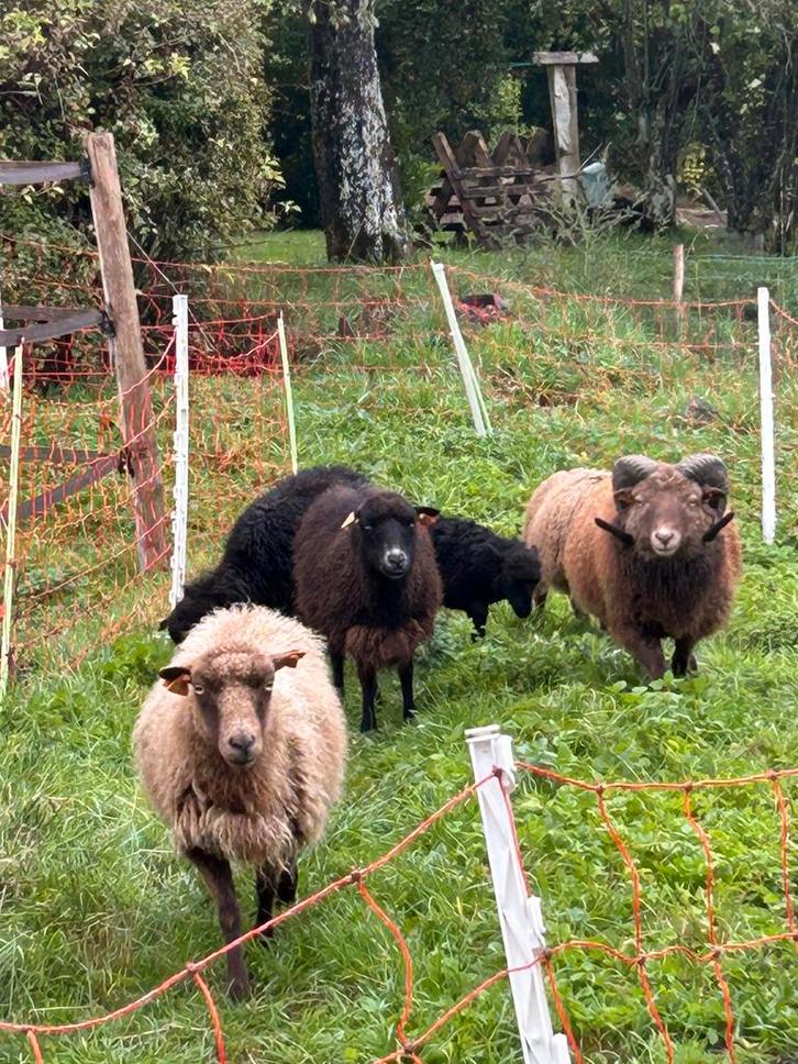 Kudde ouessantjes, Dieren en Toebehoren, Schapen, Geiten en Varkens, Schaap, Meerdere dieren