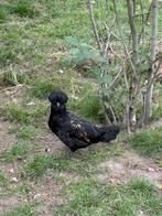 3 Padua hanen, Dieren en Toebehoren, Pluimvee, Mannelijk, Kip