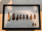 Spinosaurus tanden collectie., Verzamelen, Ophalen