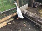 Indische loopeend ( mannetje ) te koop